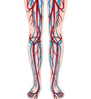 Vēnu un artēriju atrašanās kājās