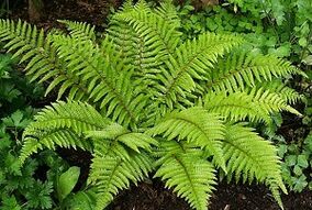 kompreses varikozu vēnu ārstēšanai